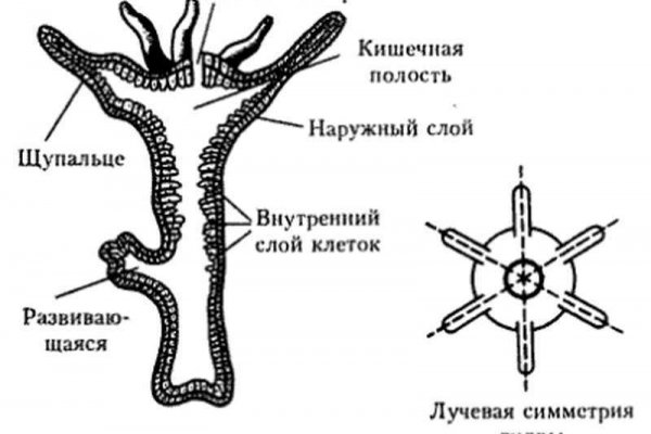 Кракен маркетплейс товары